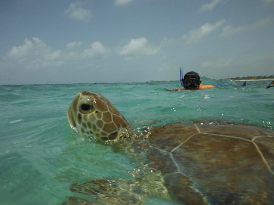 Akumal Exprés – Nada con Tortugas y Relájate en la Playa