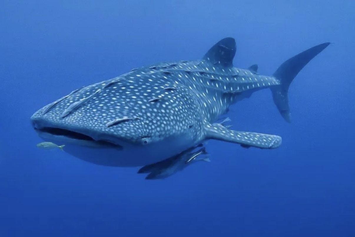 Tiburón Ballena